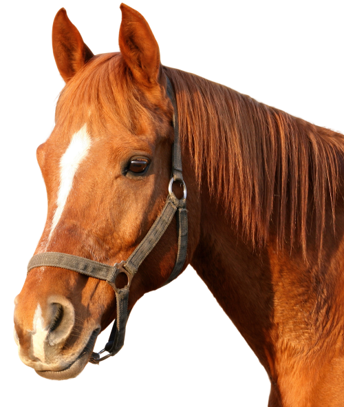 horse sitting image