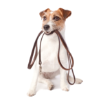 thumb-walking-dog-png-5